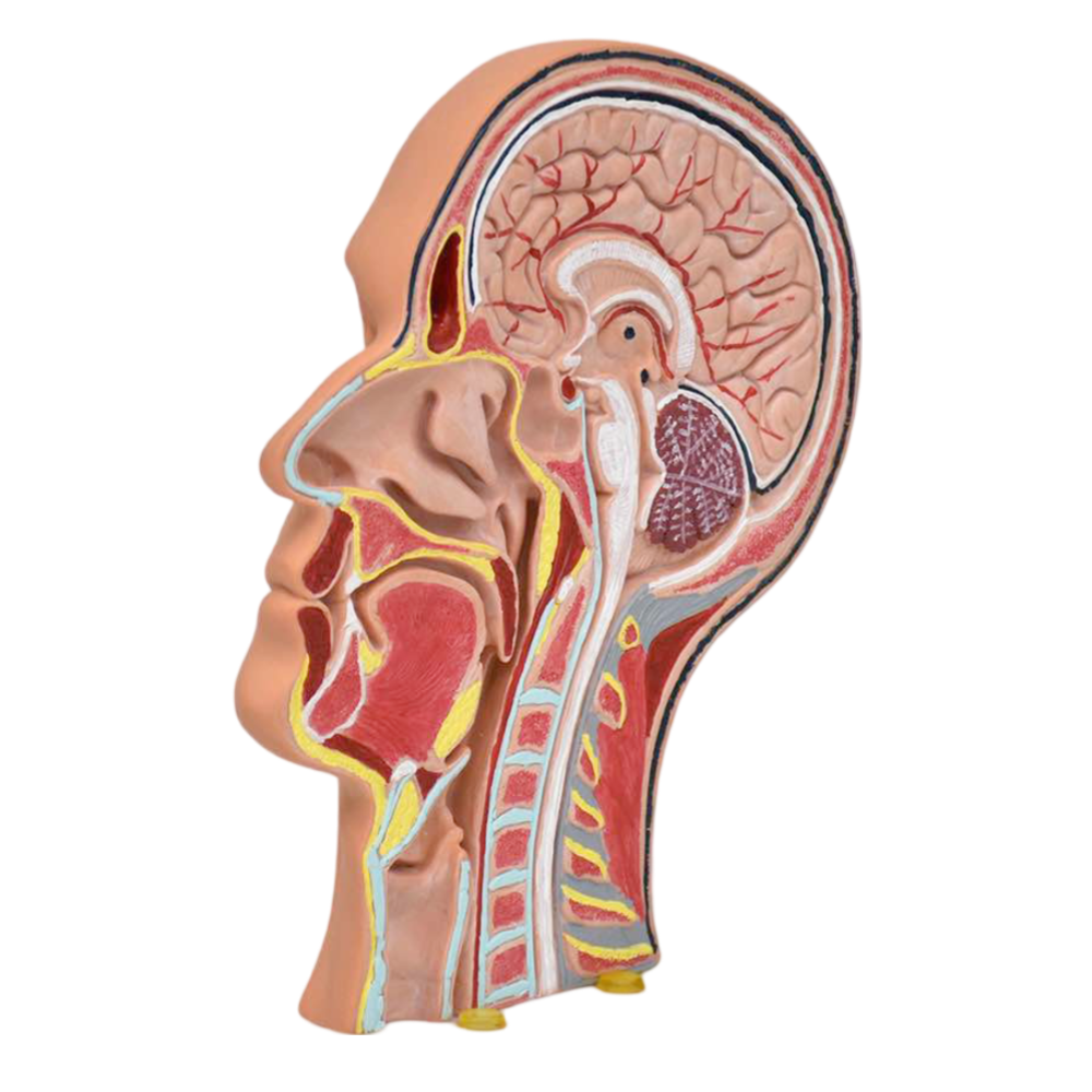 Musculatura dela cabeza seccionada