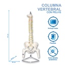 Columna vertebral con pelvis