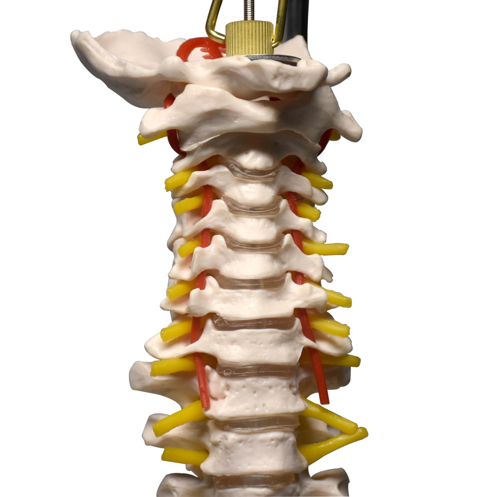 Columna vertebral con pelvis