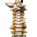 Columna vertebral con pelvis