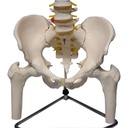 Columna vertebral con pelvis