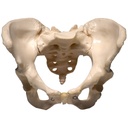 Pelvis femenina ósea