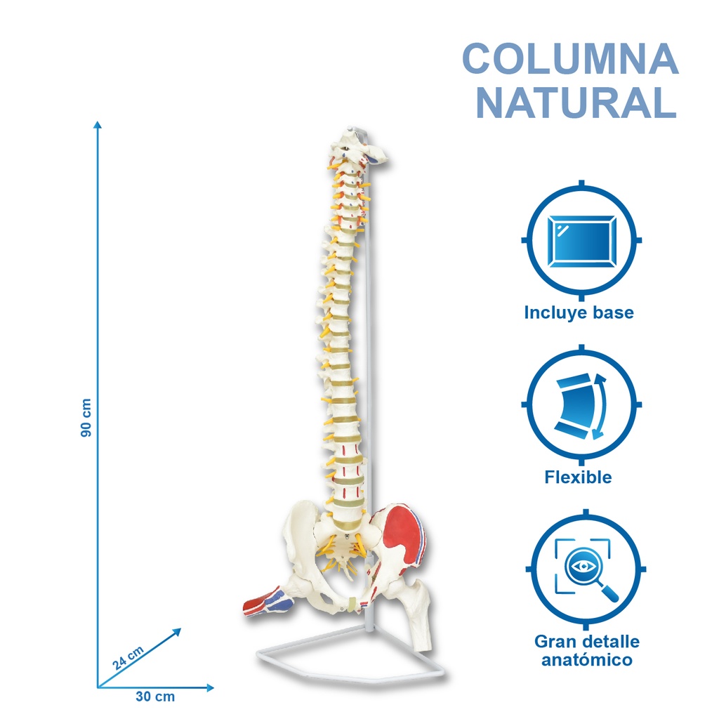 Columna natural