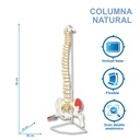 Columna natural