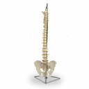 Columna vertebral flexible