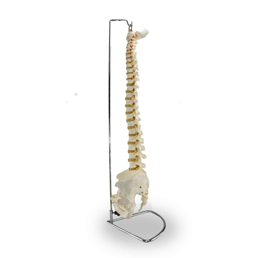 Columna vertebral flexible