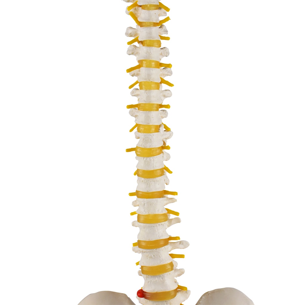 Columna vertebral flexible