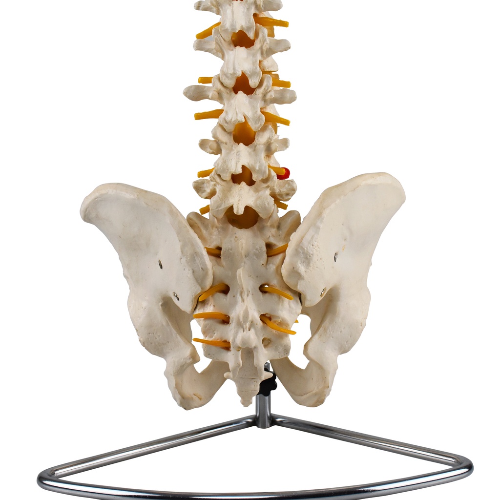 Columna vertebral flexible