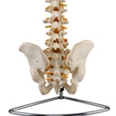 Columna vertebral flexible