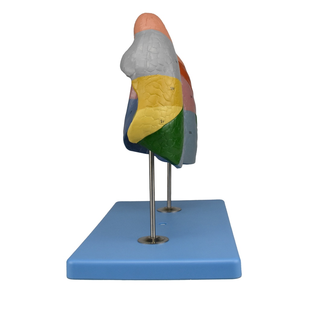 Modelo anatomico de segmentos pulmonares