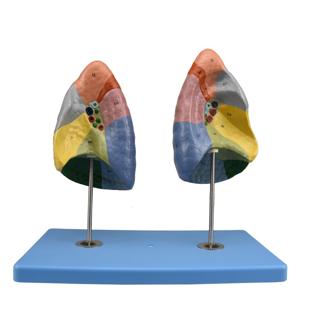 Modelo anatomico de segmentos pulmonares