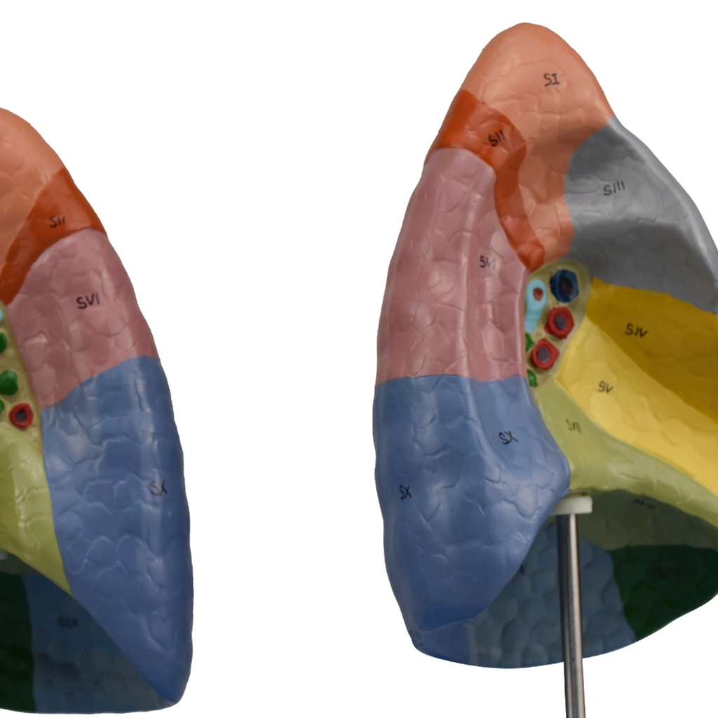 Modelo anatomico de segmentos pulmonares