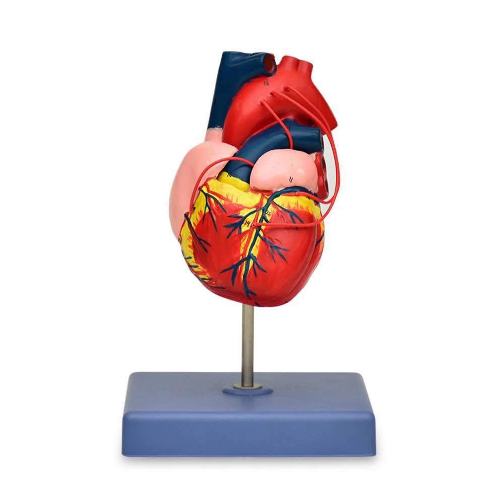 Modelo anatomico corazon adulto