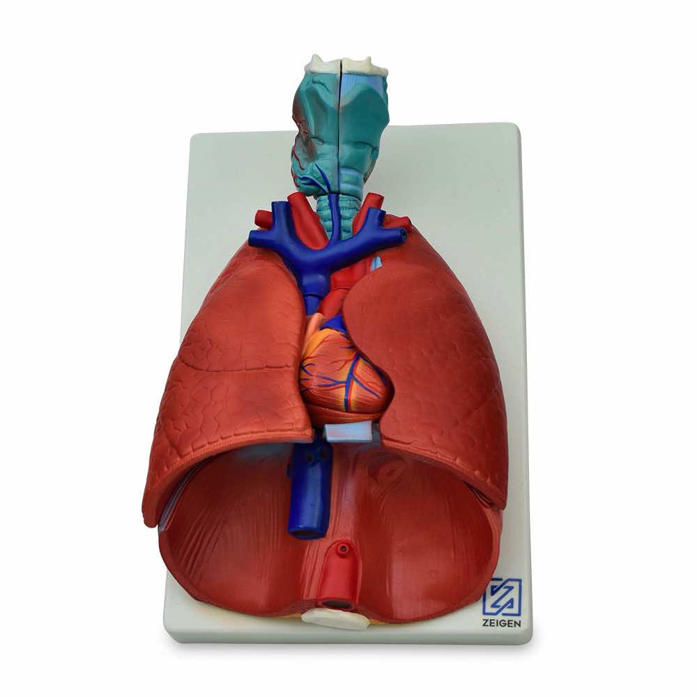 Modelo anatomico de pulmones naturales