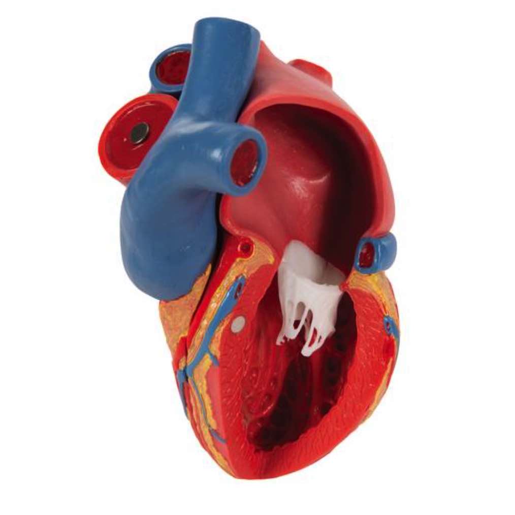 Modelo de corazón magnético, tamaño real, 5 piezas - 3B Smart Anatomy  [G01]