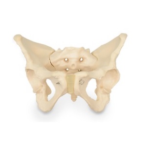 Pelvis femenina ósea