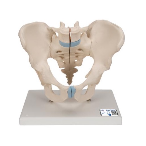 Pelvis masculina en tres piezas