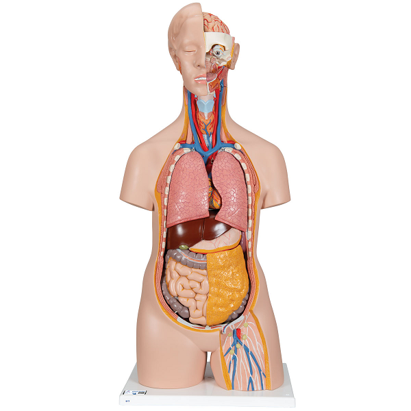 Torso clásico asexuado 14 partes