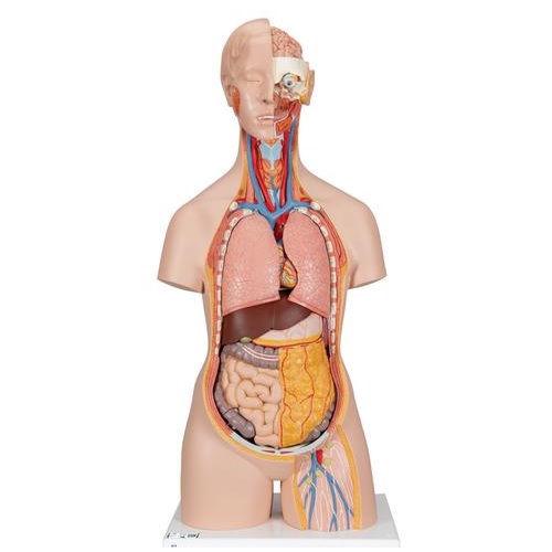 Torso clásico con espalda abierta 18 partes