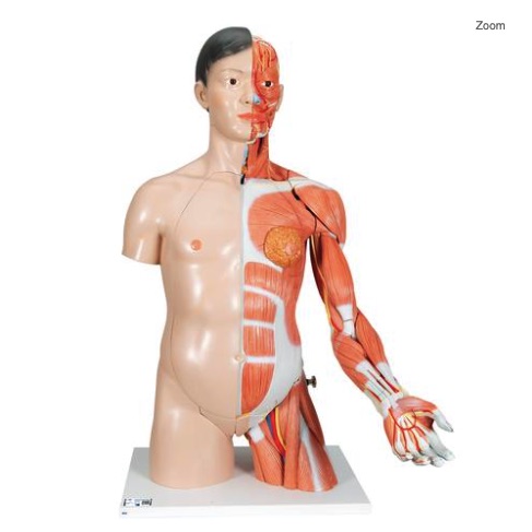 Torso de lujo y brazo con músculos, 33 partes - 3B Smart Anatomy