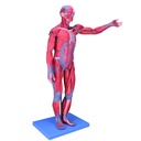 Figura masculina completa con músculos 78 cm