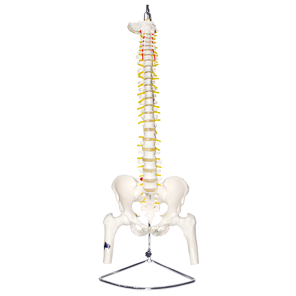 Columna vertebral con pelvis masculina