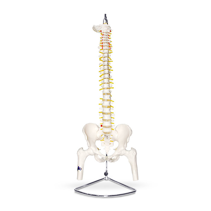 Columna vertebral con pelvis