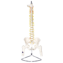 Columna vertebral con pelvis masculina