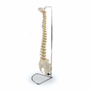 Columna vertebral flexible