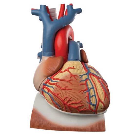 Corazón en diafragma, 3 veces su tamaño natural, de 10 piezas.