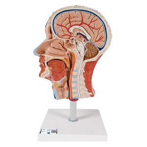 [3BS-C14] Modelo de mitad de cabeza con musculatura