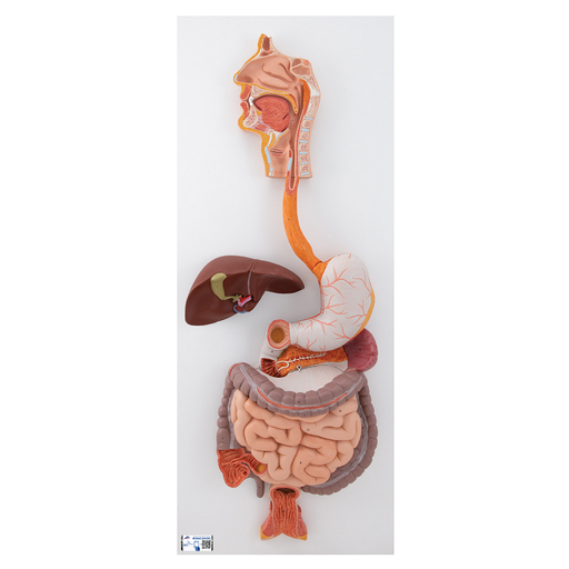 [3BS-K21] Sistema digestivo de 3 piezas