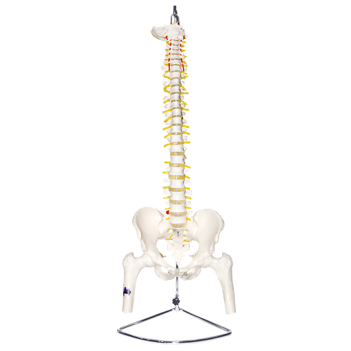 [ZEG-COL-FEM] Columna vertebral con pelvis masculina