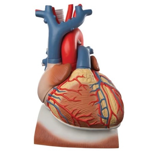 [3BS-VD251] Corazón en diafragma, 3 veces su tamaño natural, de 10 piezas.